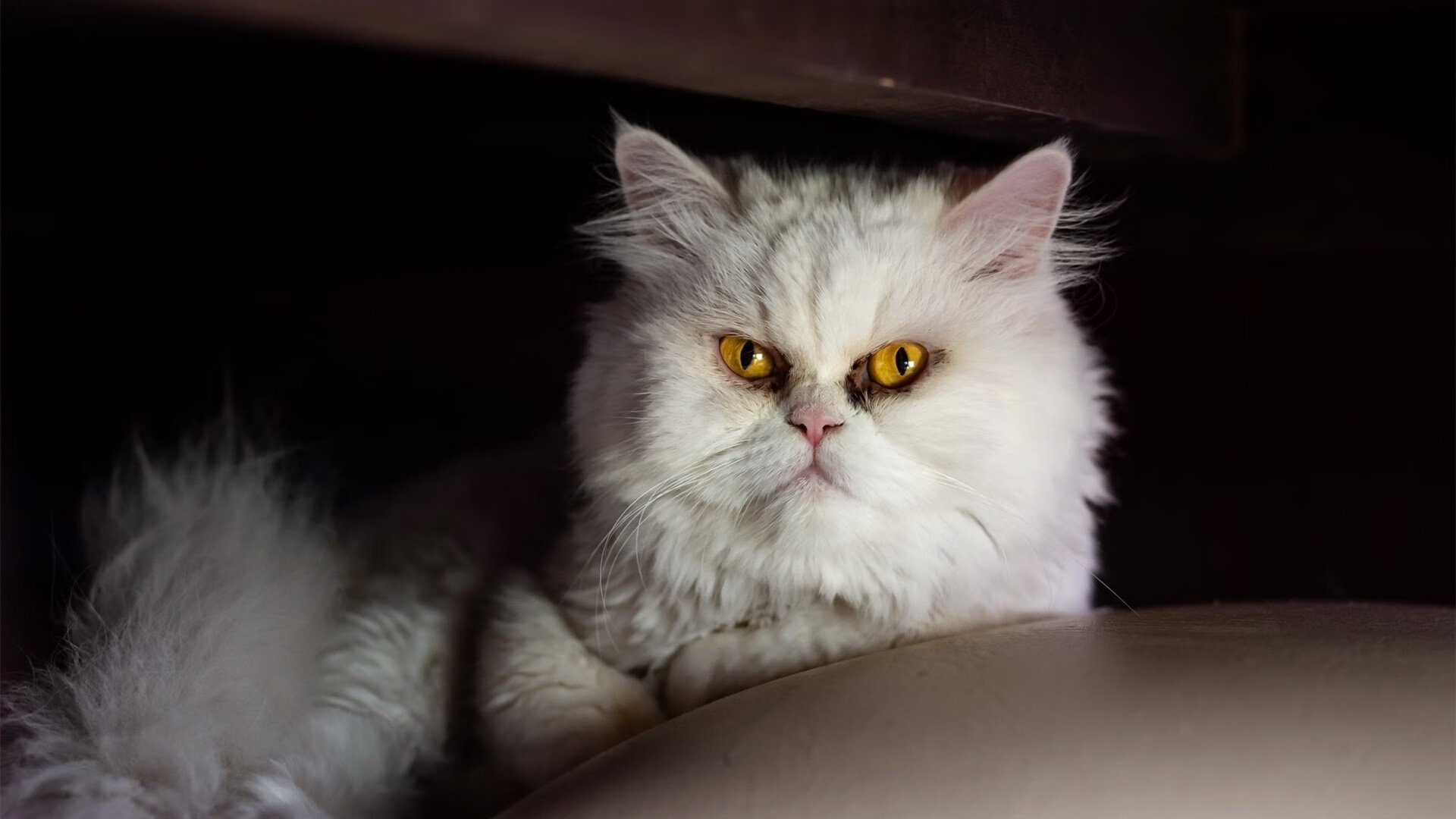 开yun官网-印度赛制解析:以赛制为突破口,促进全方位发展,印度赛季  第2张 开yun官网-印度赛制解析:以赛制为突破口,促进全方位发展,印度赛季  第2张