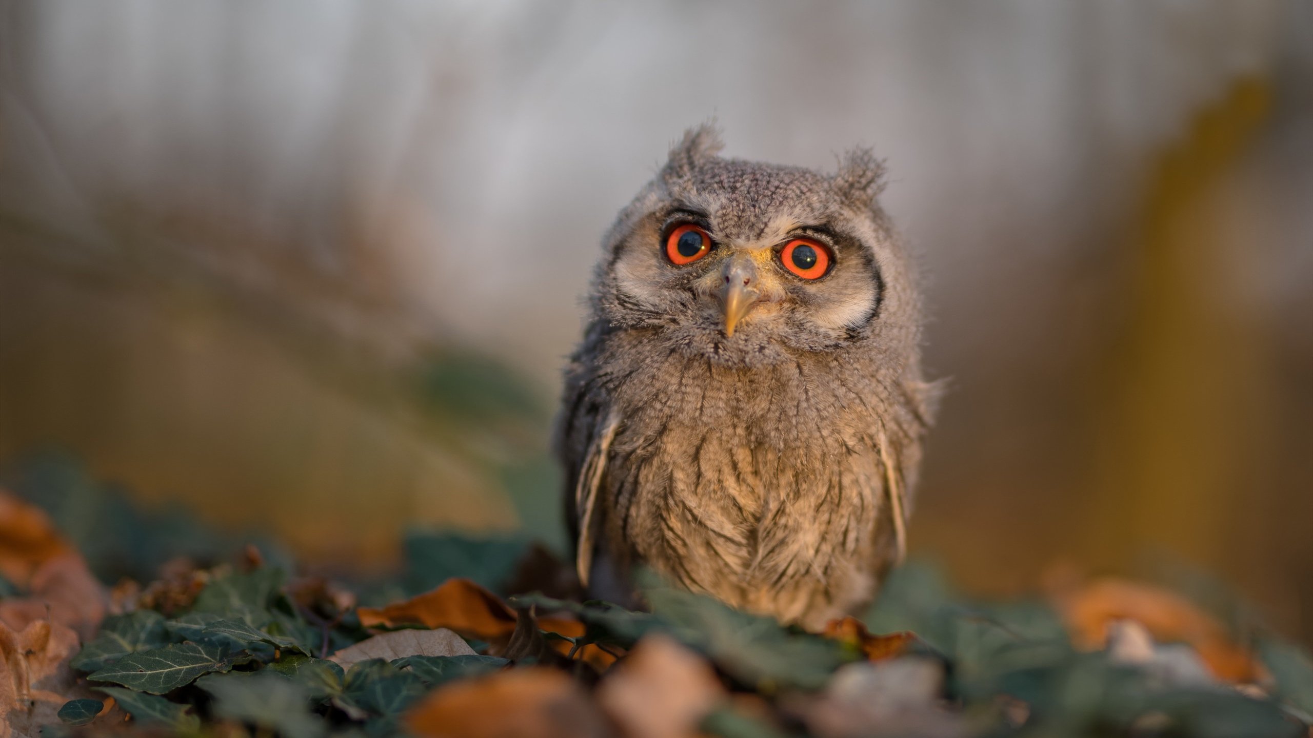 开yun官网-印度赛制解析:以赛制为突破口,促进全方位发展,印度赛季  第3张 开yun官网-印度赛制解析:以赛制为突破口,促进全方位发展,印度赛季  第3张