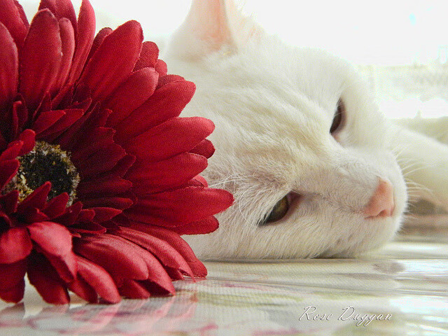 kaiyun网站-直播技术提升观赛体验获得好评,技能直播观后感 第3张 kaiyun网站-直播技术提升观赛体验获得好评,技能直播观后感 第3张