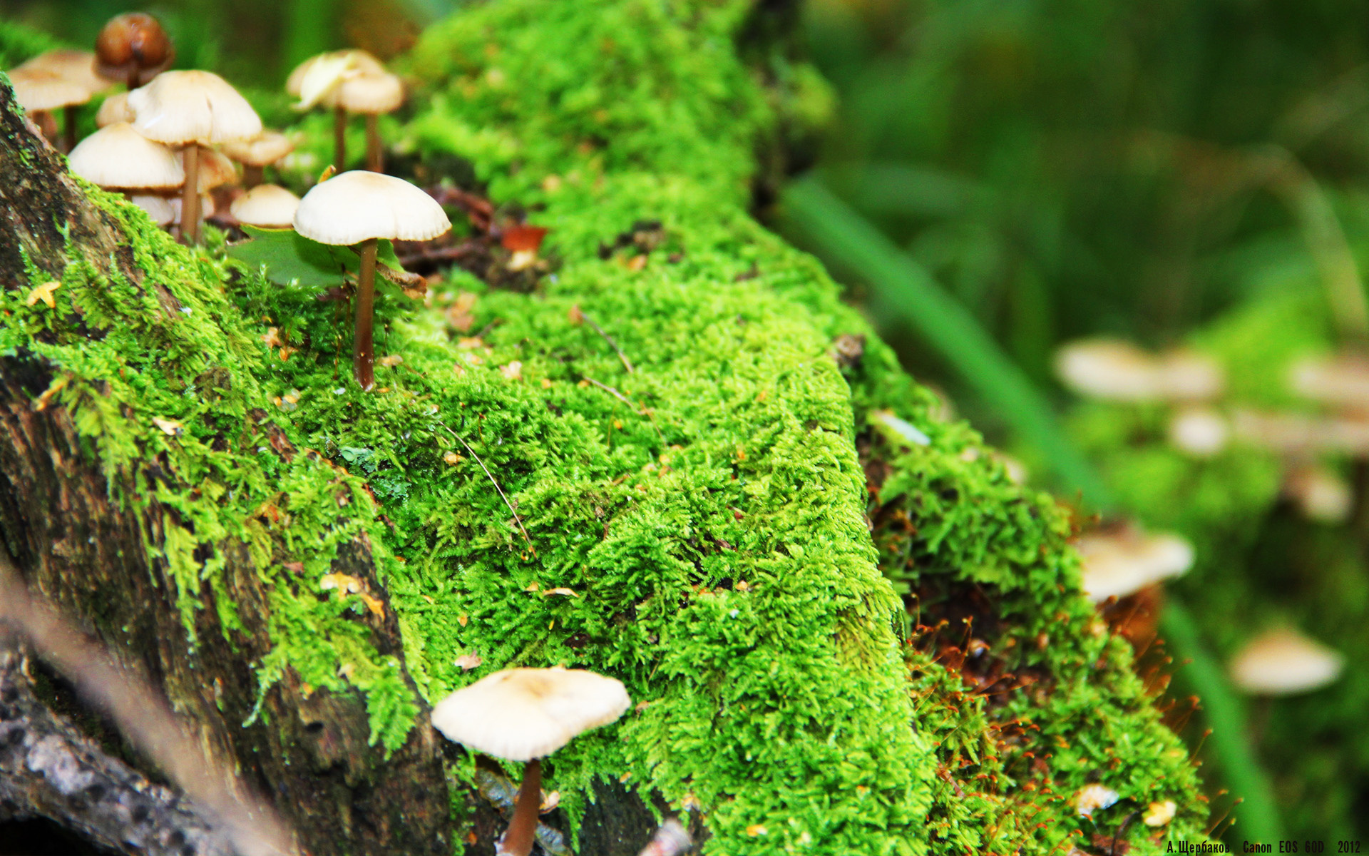 开云体育登入-自由式滑雪空中技巧队训练引入新器械，自由式滑雪空中技巧动作名称