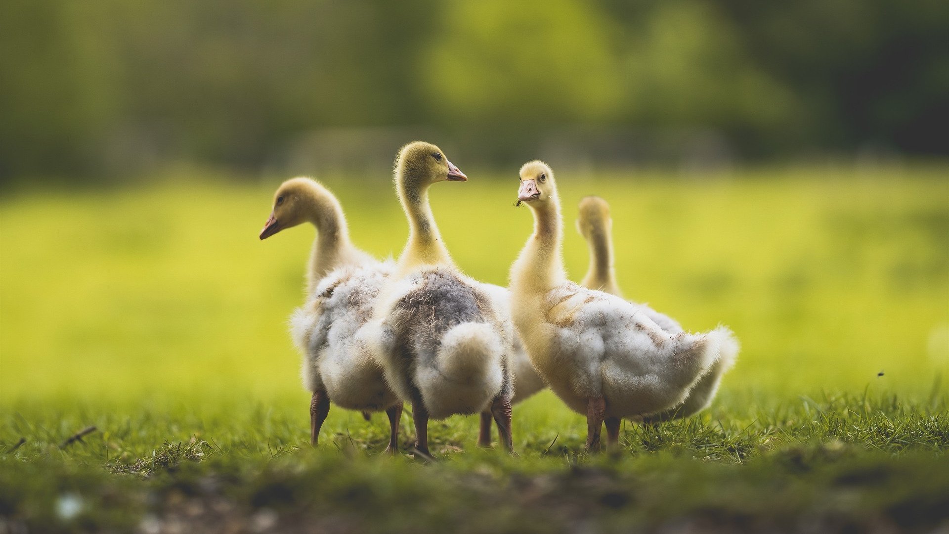 开云体育官方网站-高校运动会男子百米再破记录,大学生校运会100米成绩