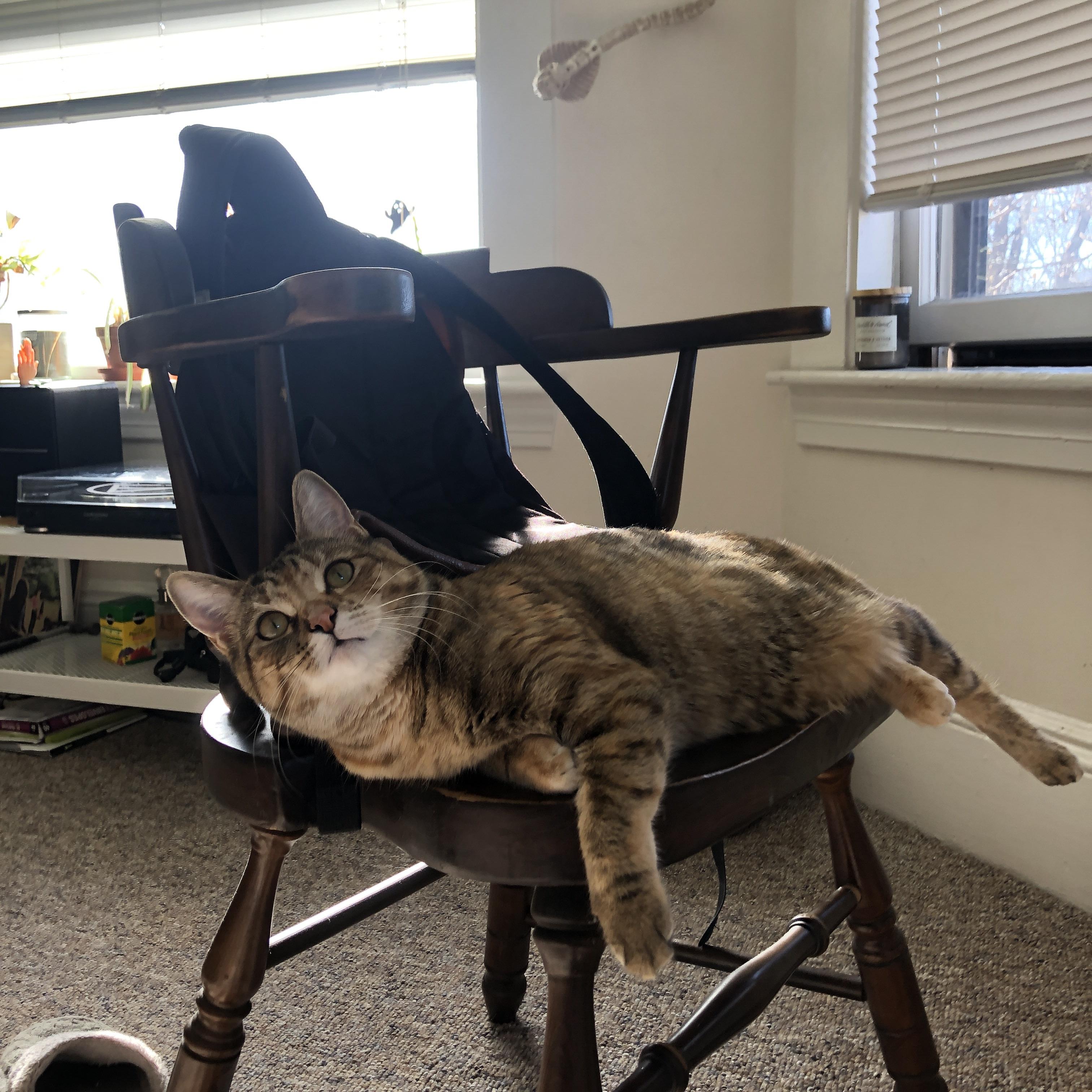 开云官网在线-“亚戈·卡尔曼的防守与进攻双重威胁，助美洲狮队稳步前进”  第2张