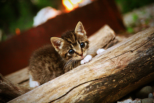 开云网站-CBA俱乐部增设球员心理支持团队促进健康发展，cba俱乐部靠什么收入