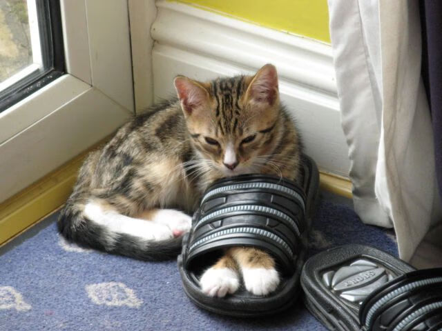 开云体育网页版-冬季运动技能培训纳入中小学体育课程，关于中小学体育运动技能的说明